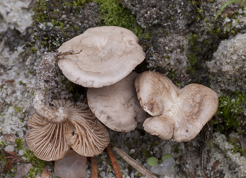 Rhodocybe parilis